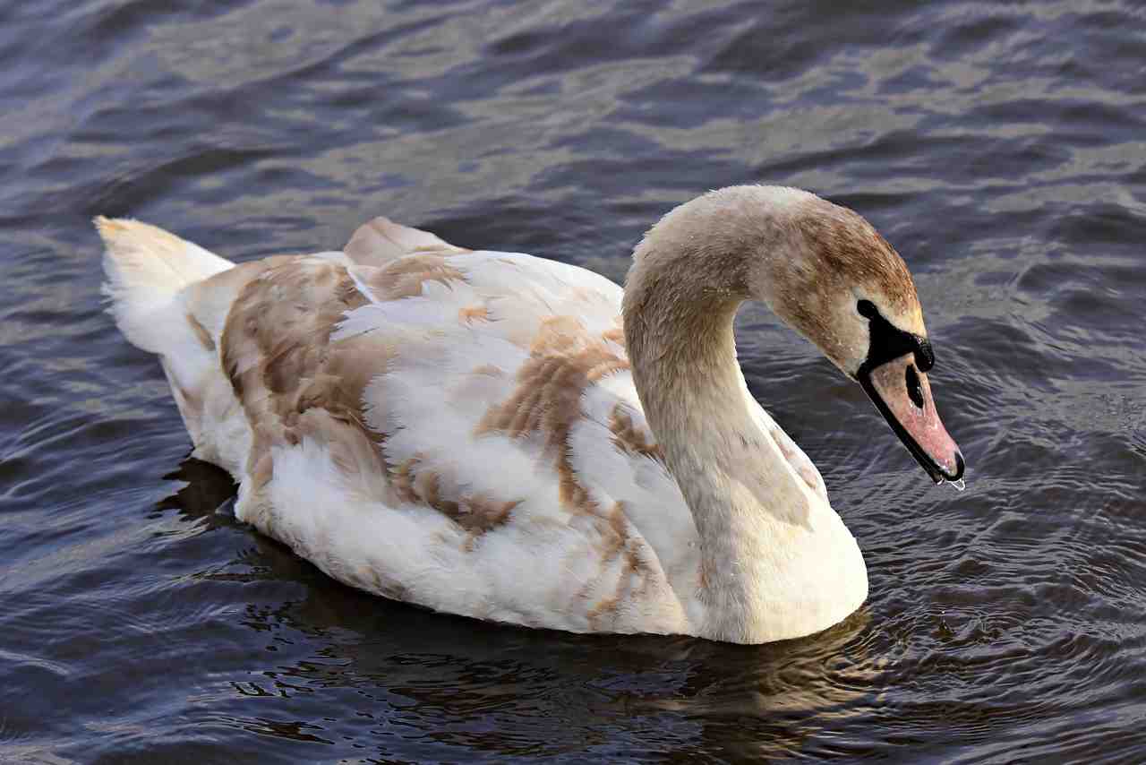 swan, oiseaux d'eau, des animaux