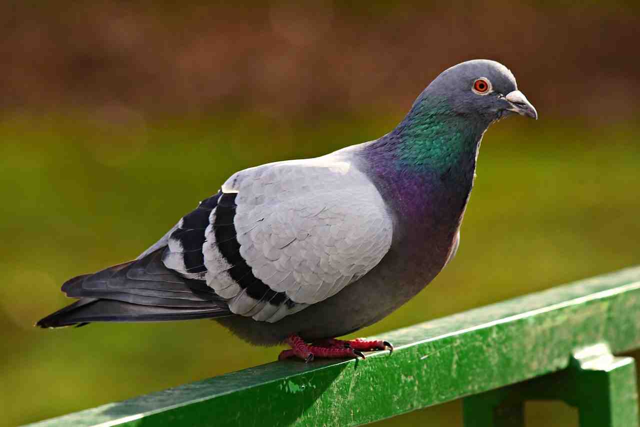 pigeon biset, pigeon, oiseau