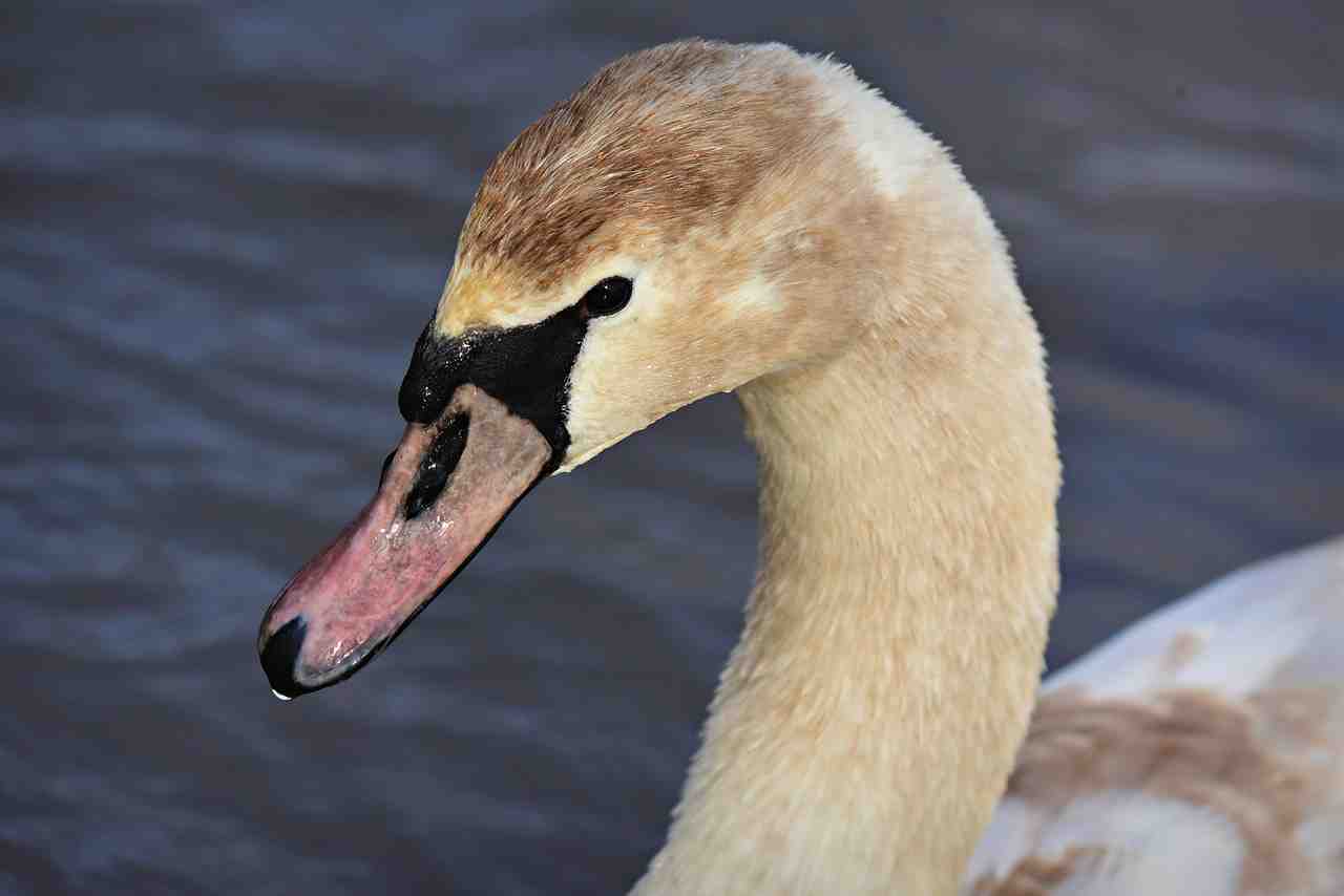 swan, oiseaux d'eau, des animaux